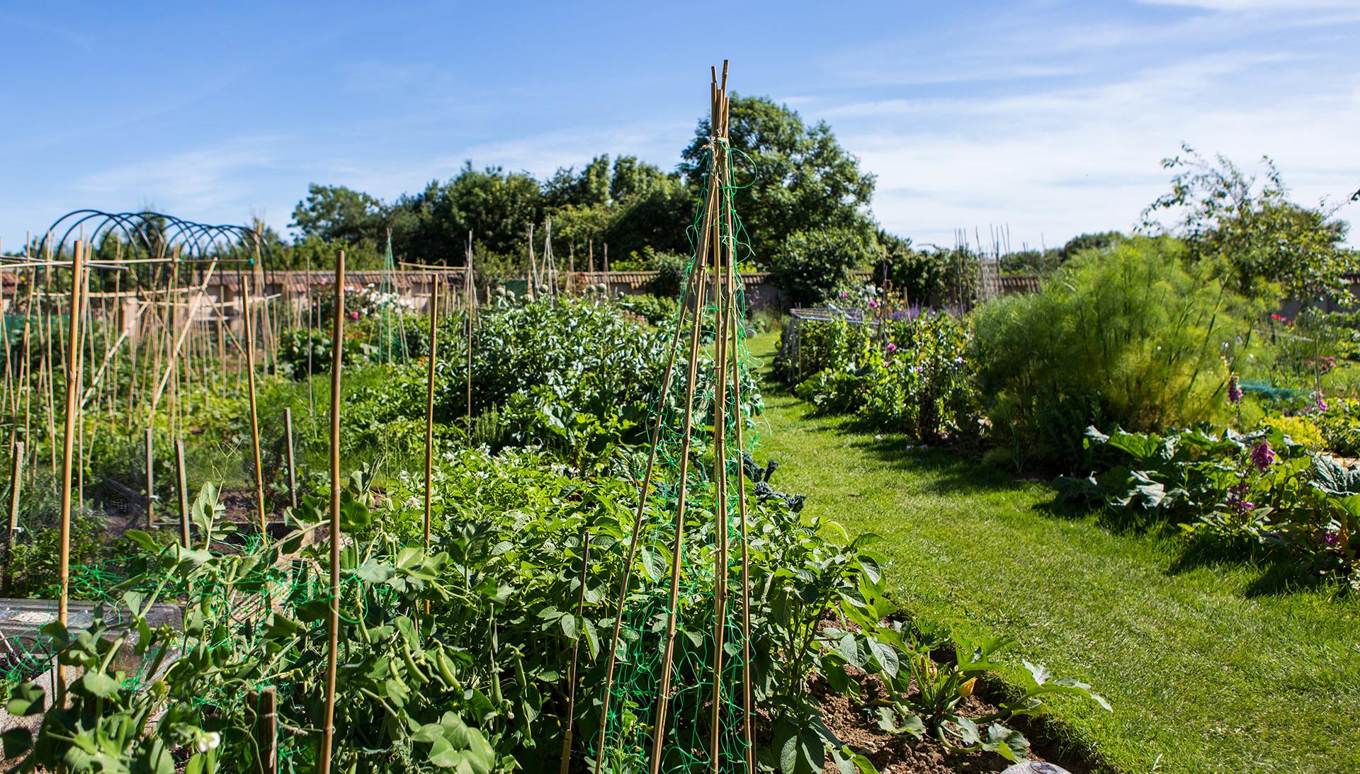 Poundbury allotments