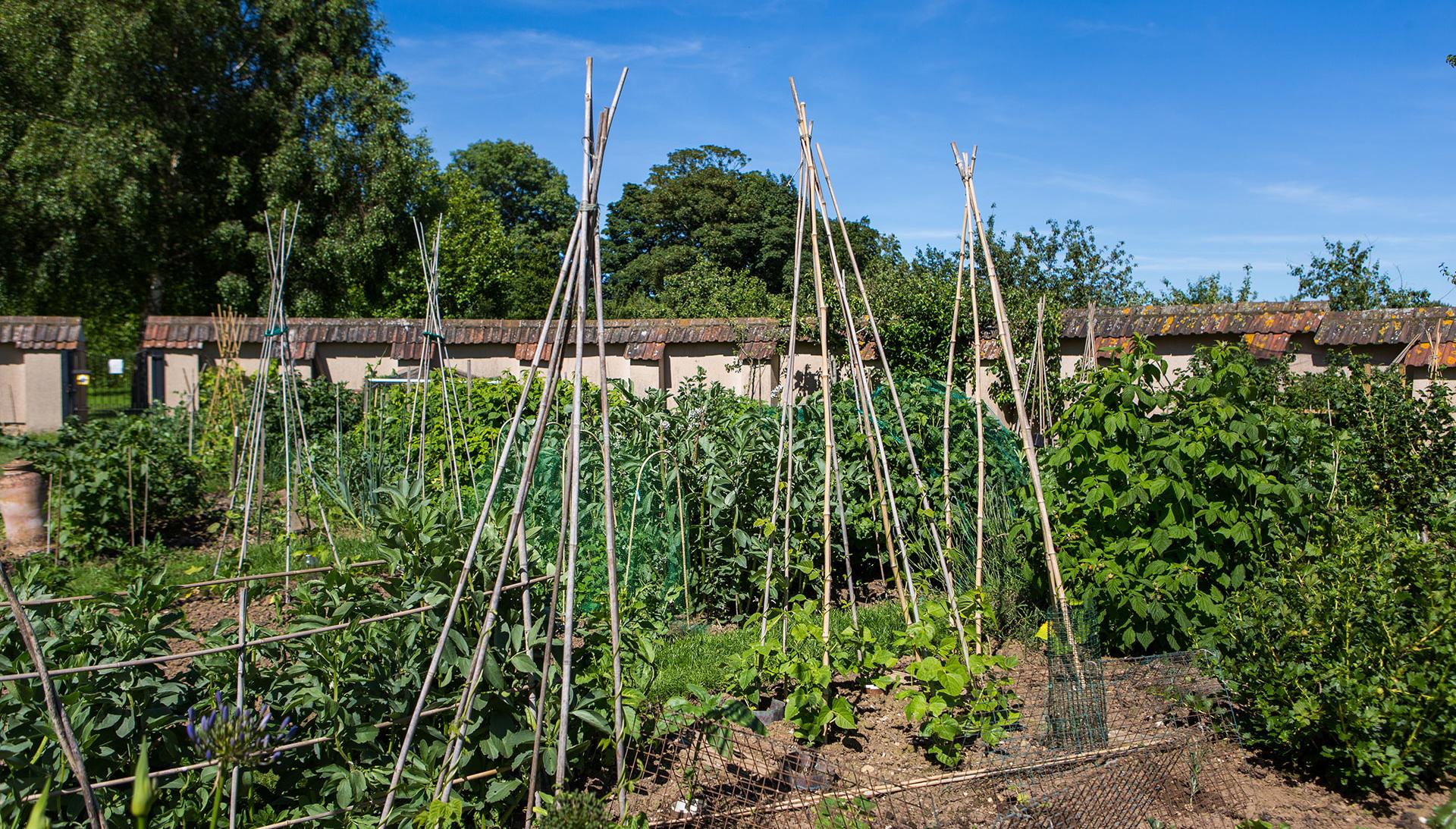 Poundbury allotments