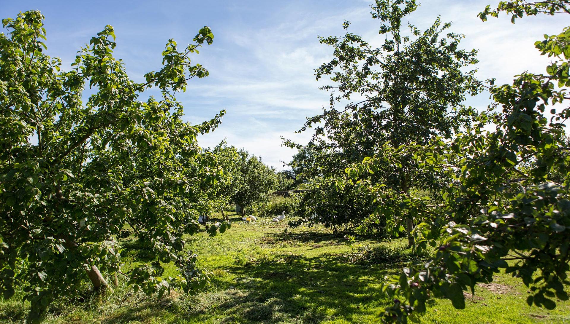 Community allotments