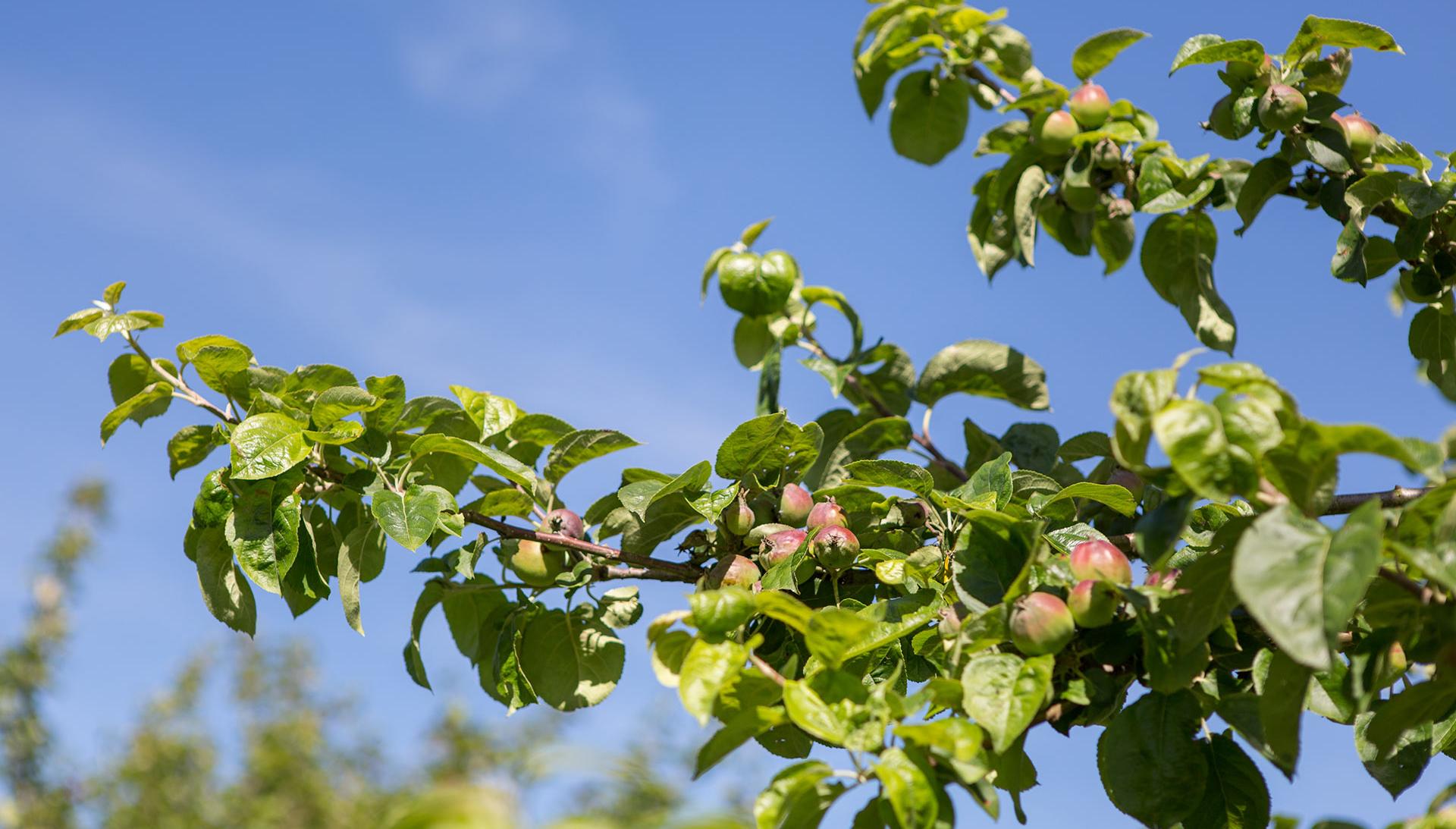 Apple trees in Poundbury