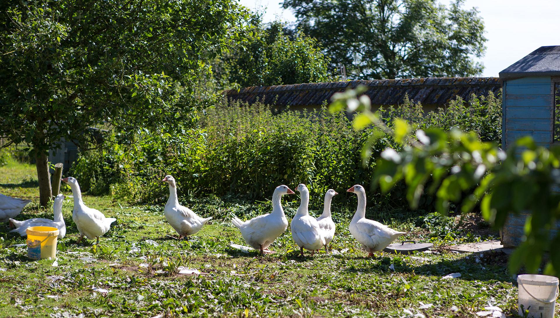 Geese on Poundbury allotments