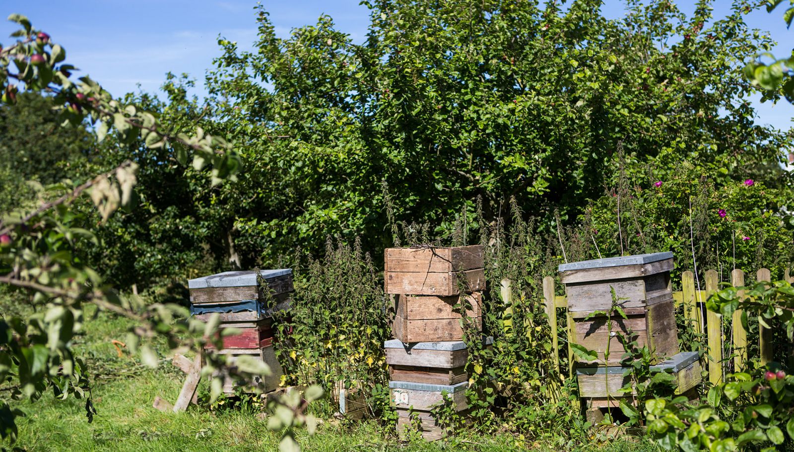 Poundbury Community Orchard