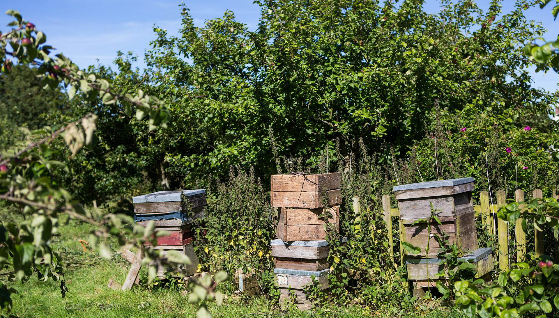 Poundbury bee hives
