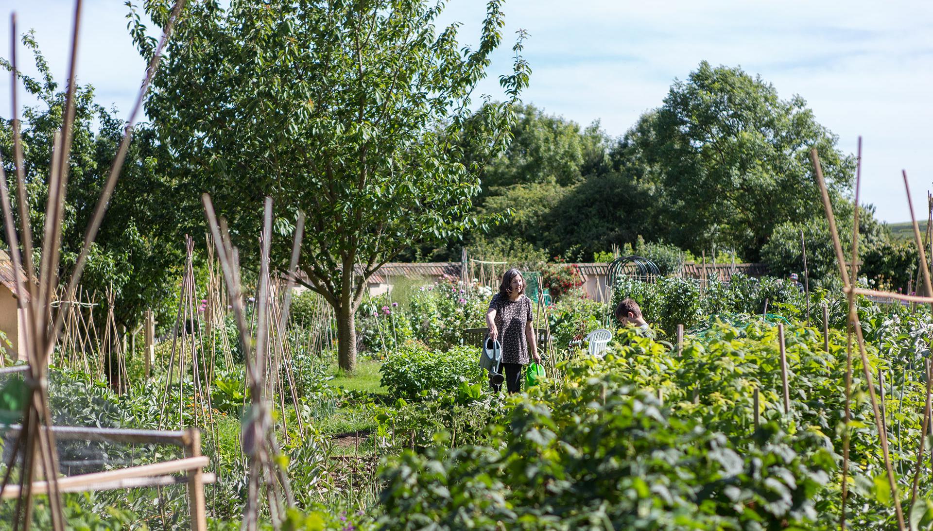 Poundbury allotments