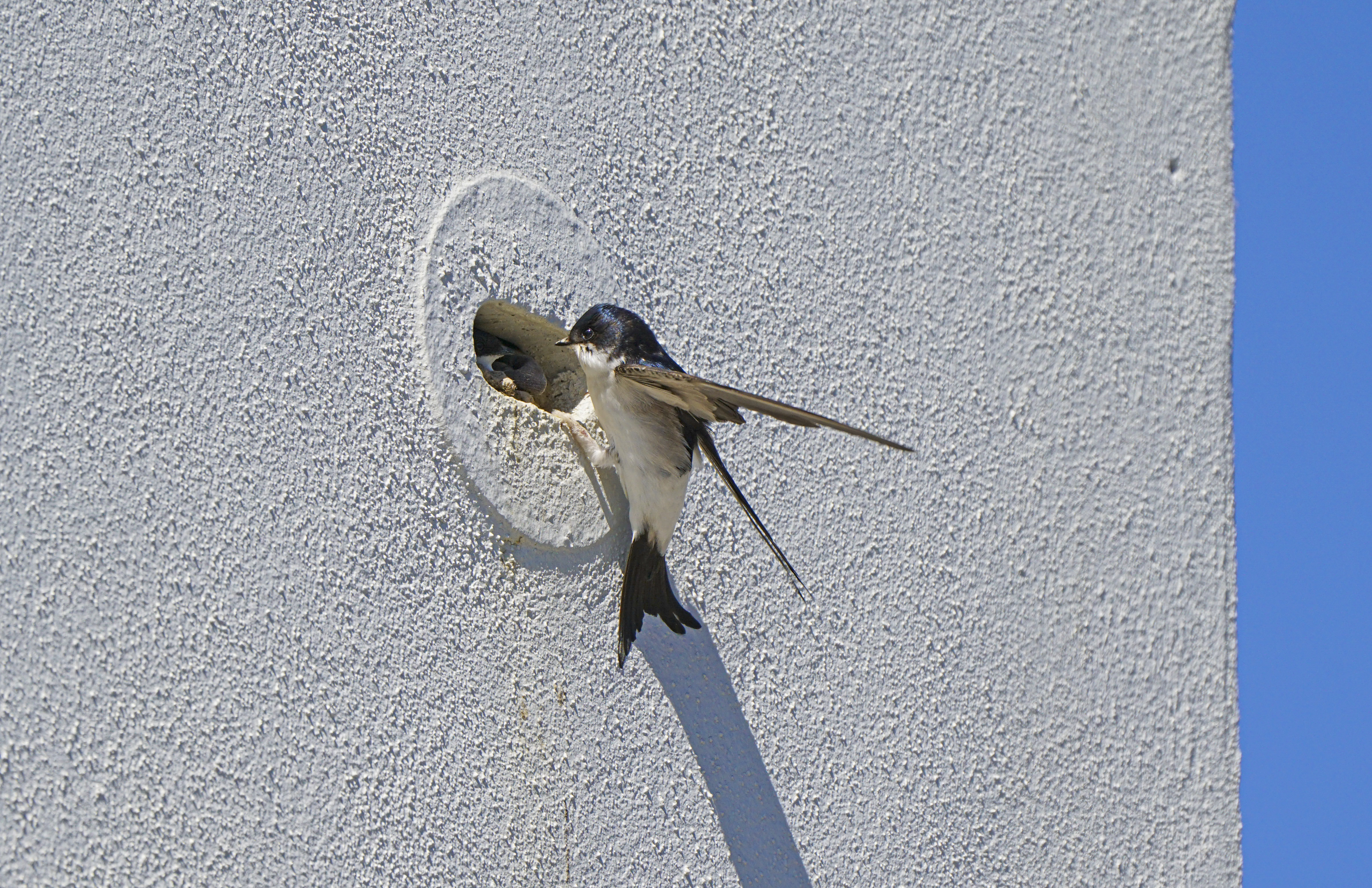 A house martin using a built-in nest box in a Duchy of Cornwall development.